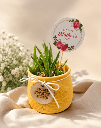 Golden Aloe Charm Planter