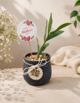 Mother’s Day Lucky Plant